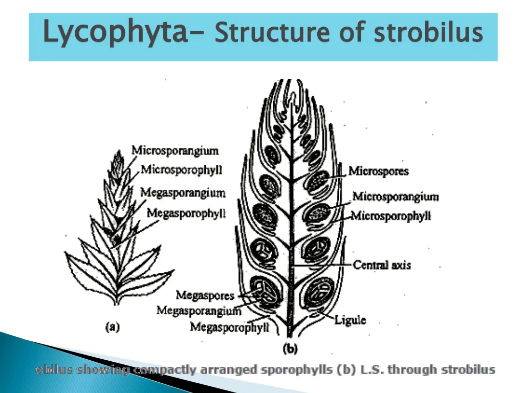 lycophyta 1