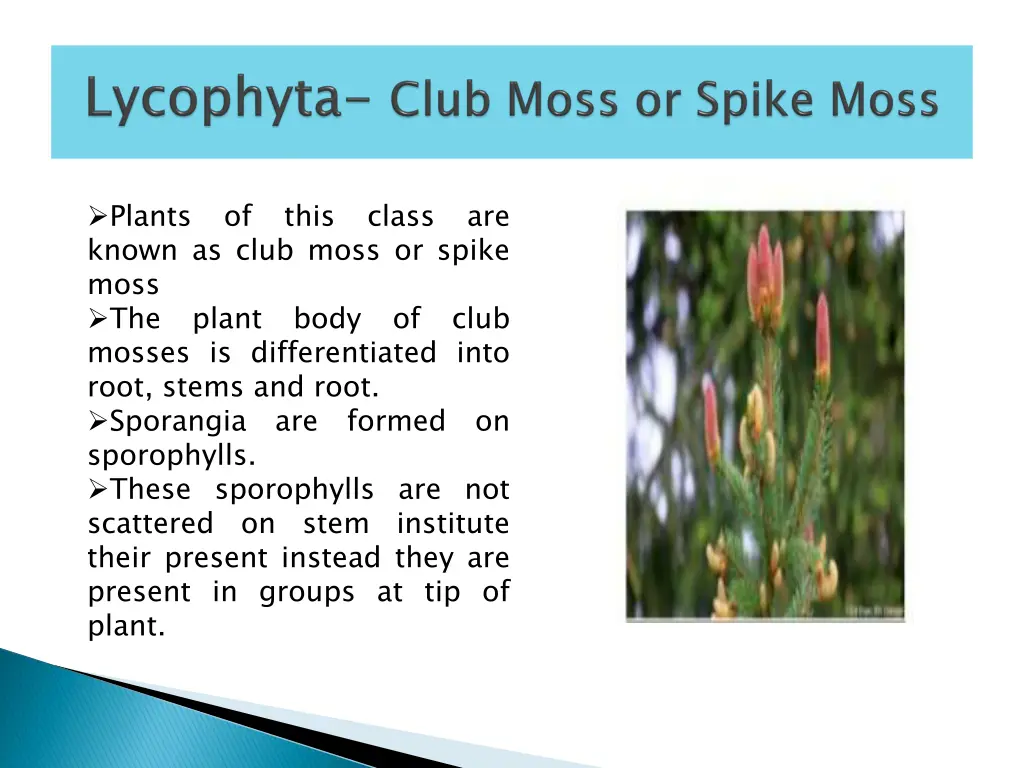 plants of this class are known as club moss