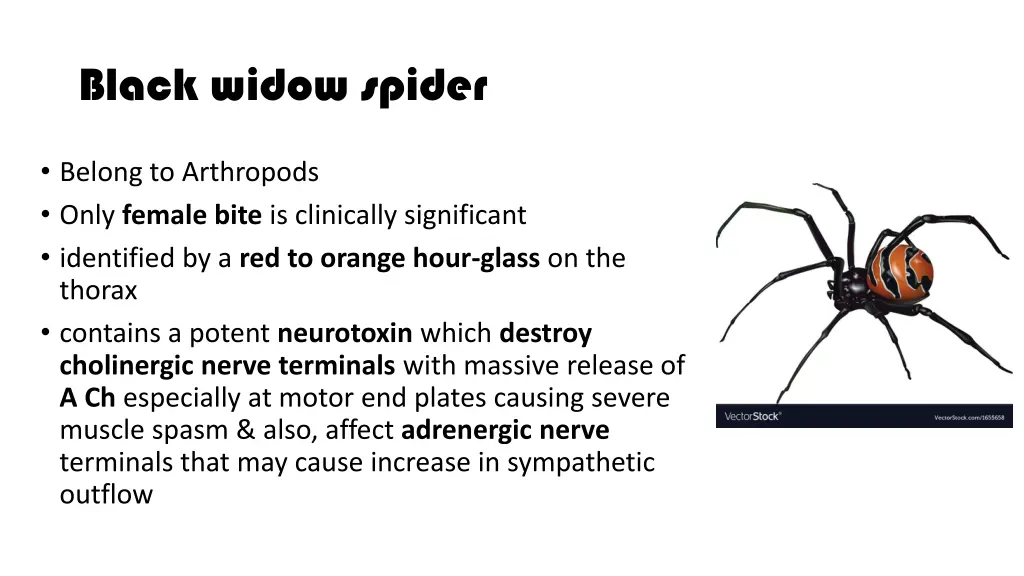 black widow spider