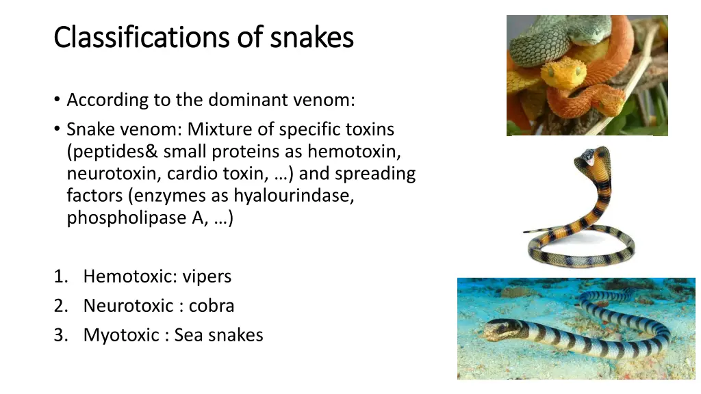 classifications of snakes classifications