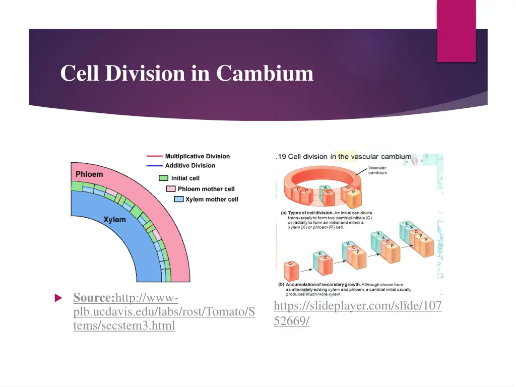 cell division in cambium