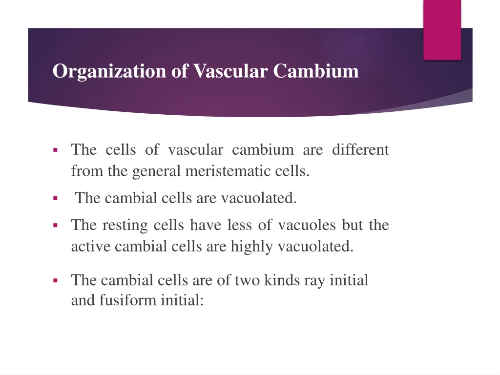 organization of vascular cambium