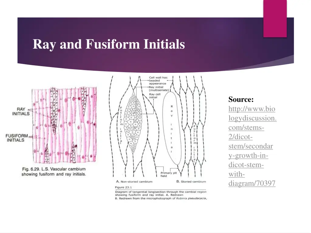 ray and fusiform initials