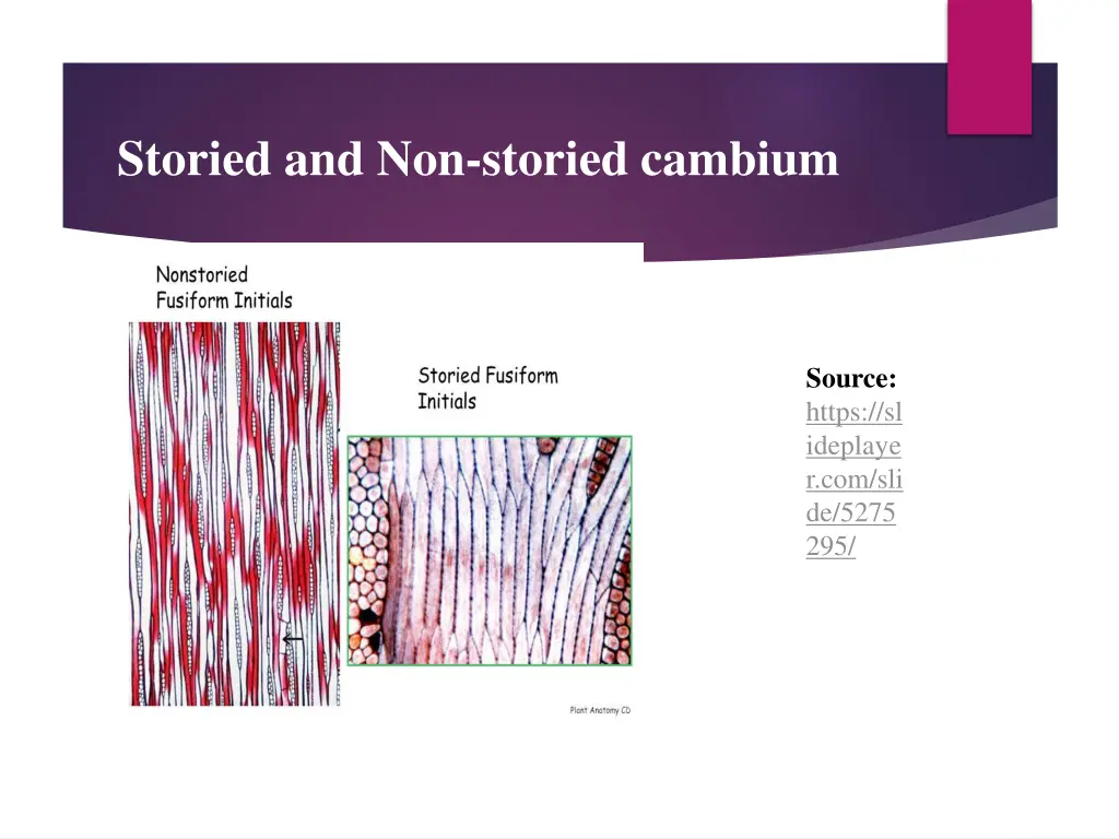 storied and non storied cambium