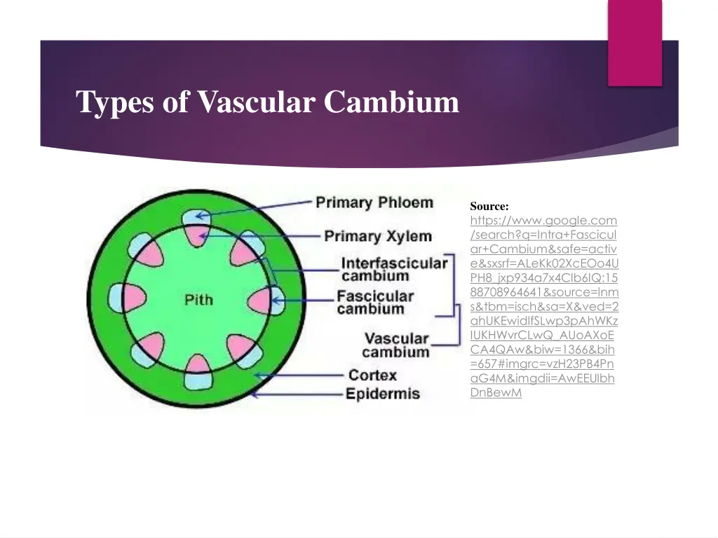 types of vascular cambium 1