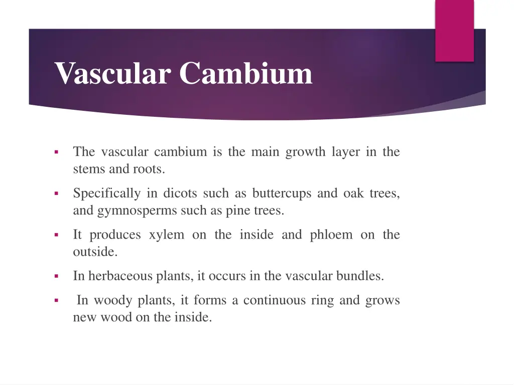 vascular cambium