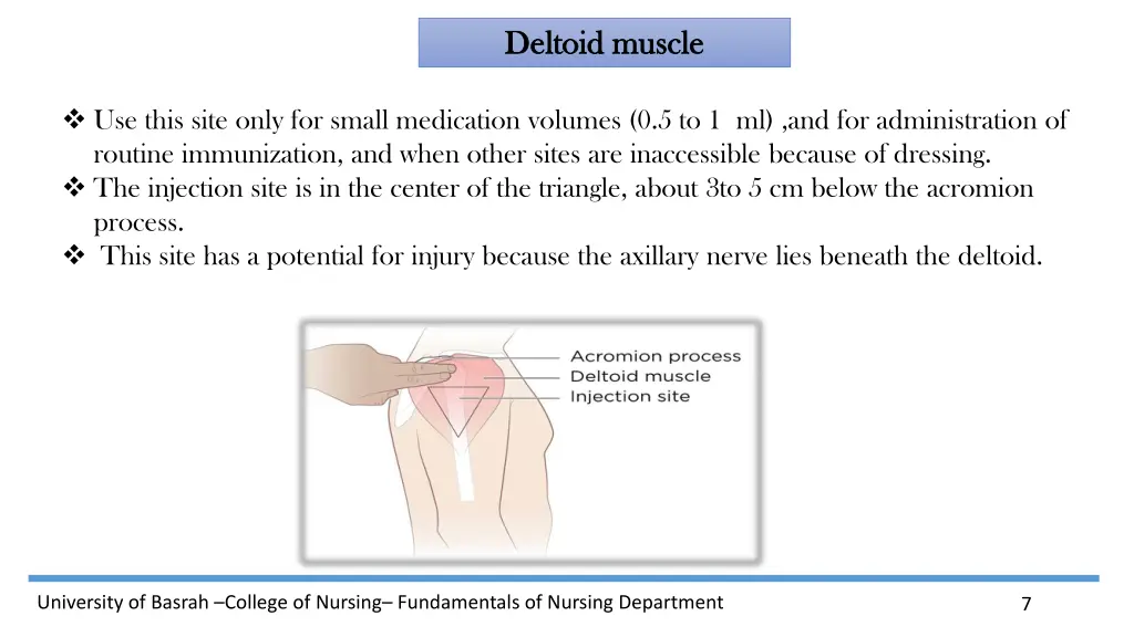 deltoid muscle deltoid muscle