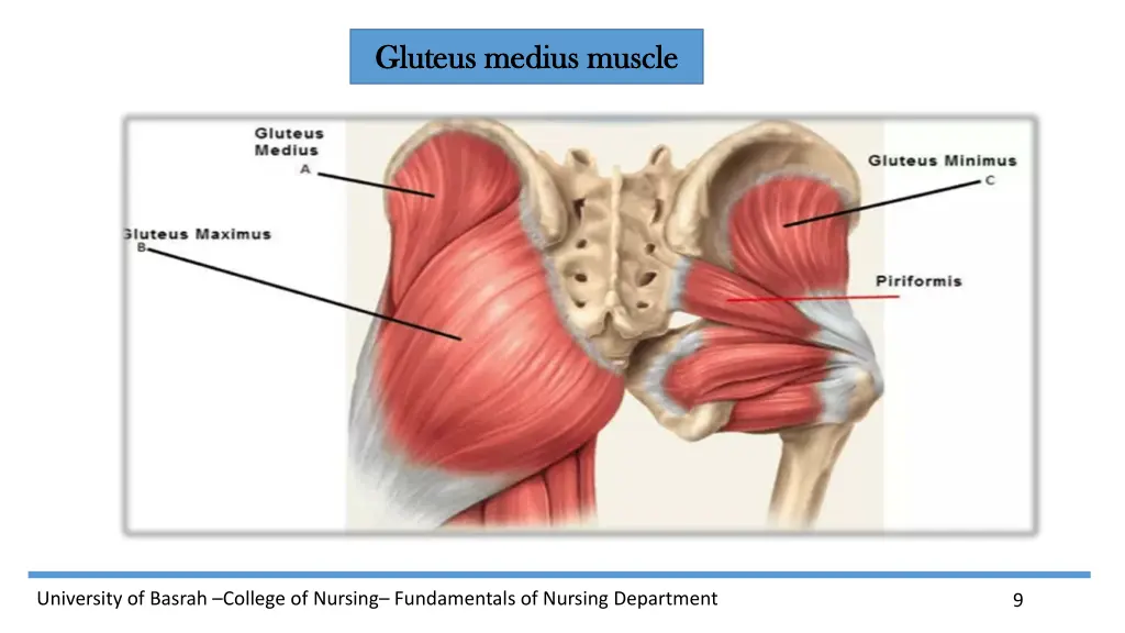 gluteus gluteus medius