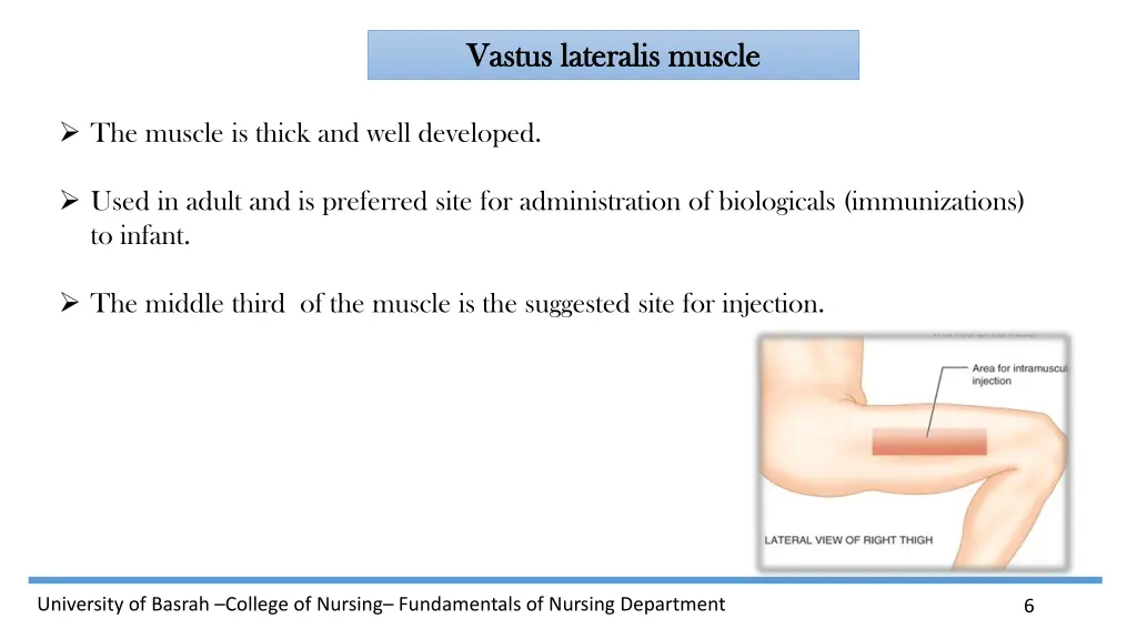 vastus vastus lateralis lateralis muscle