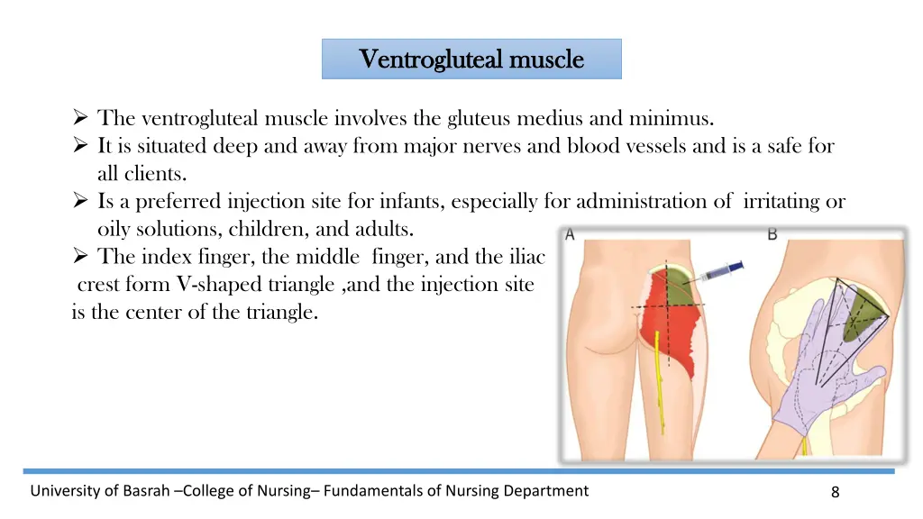 ventrogluteal ventrogluteal muscle