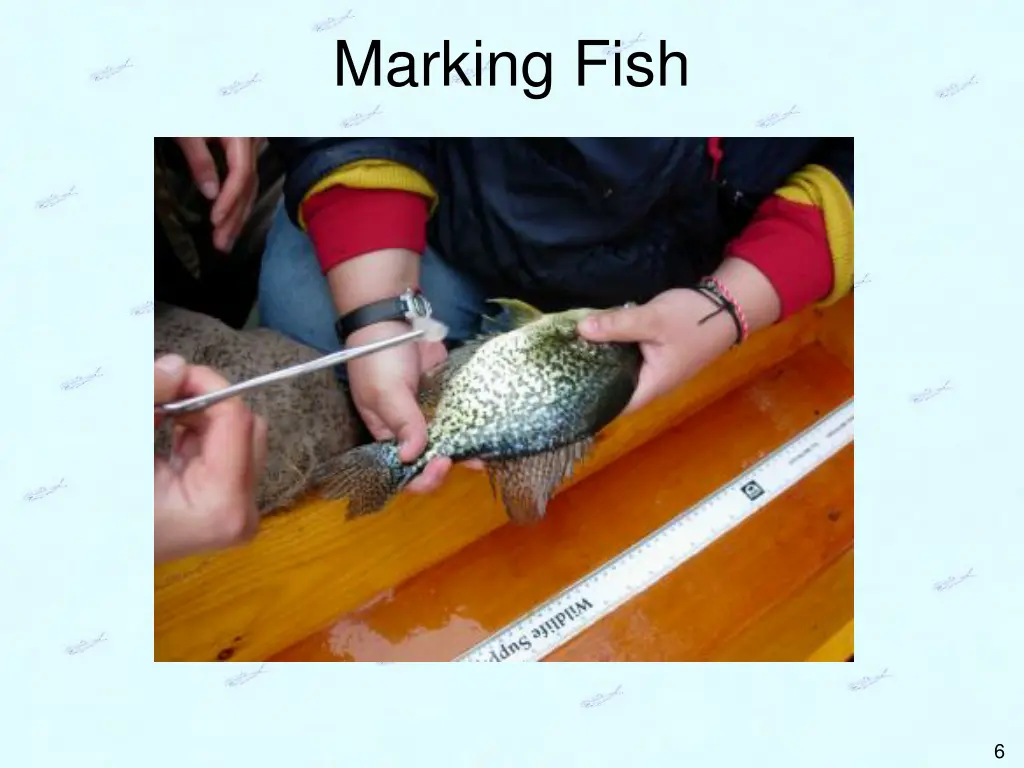 marking fish 1