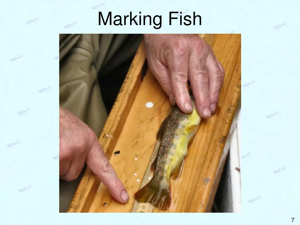 marking fish 2