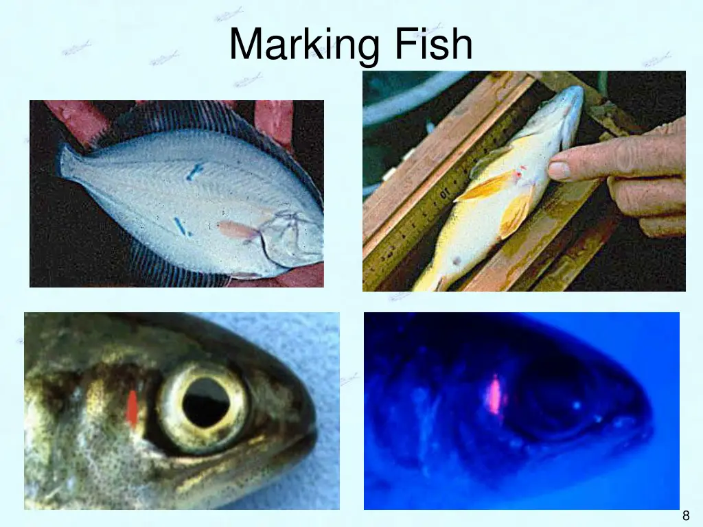 marking fish 3