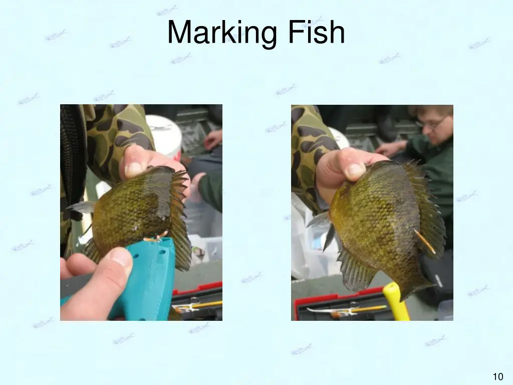 marking fish 4