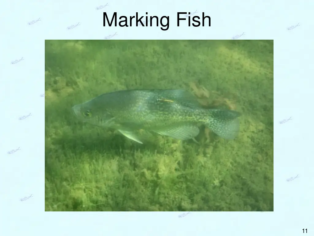 marking fish 5