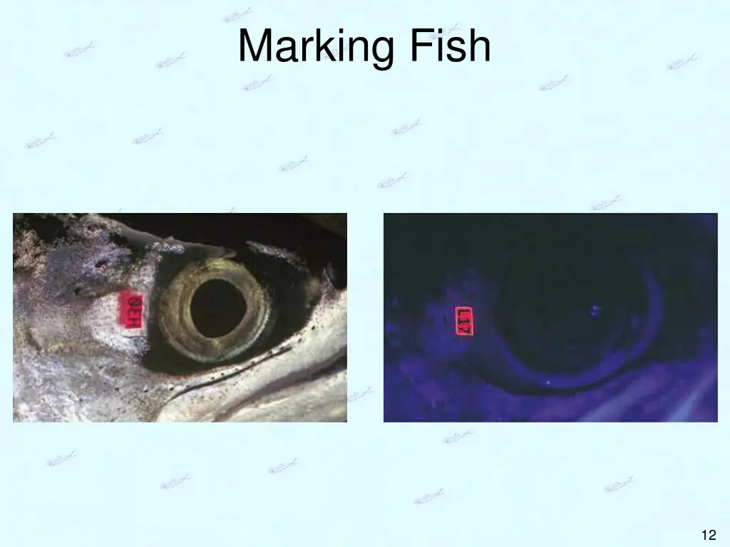 marking fish 6