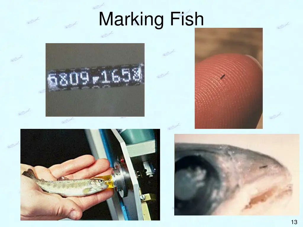 marking fish 7