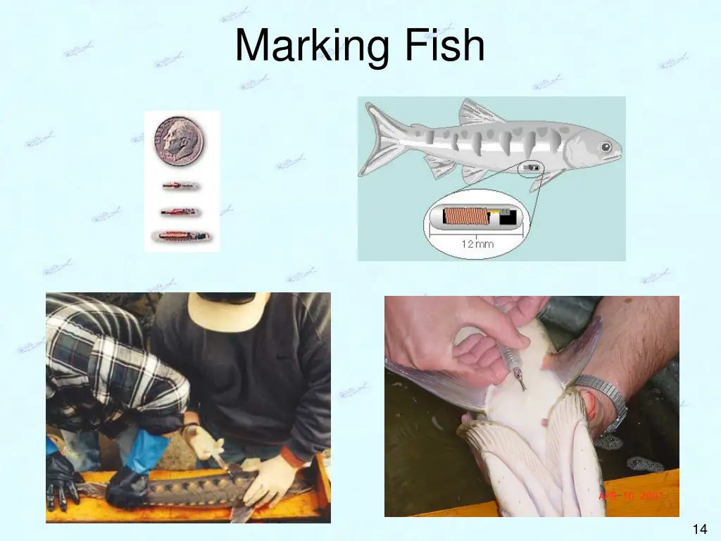 marking fish 8