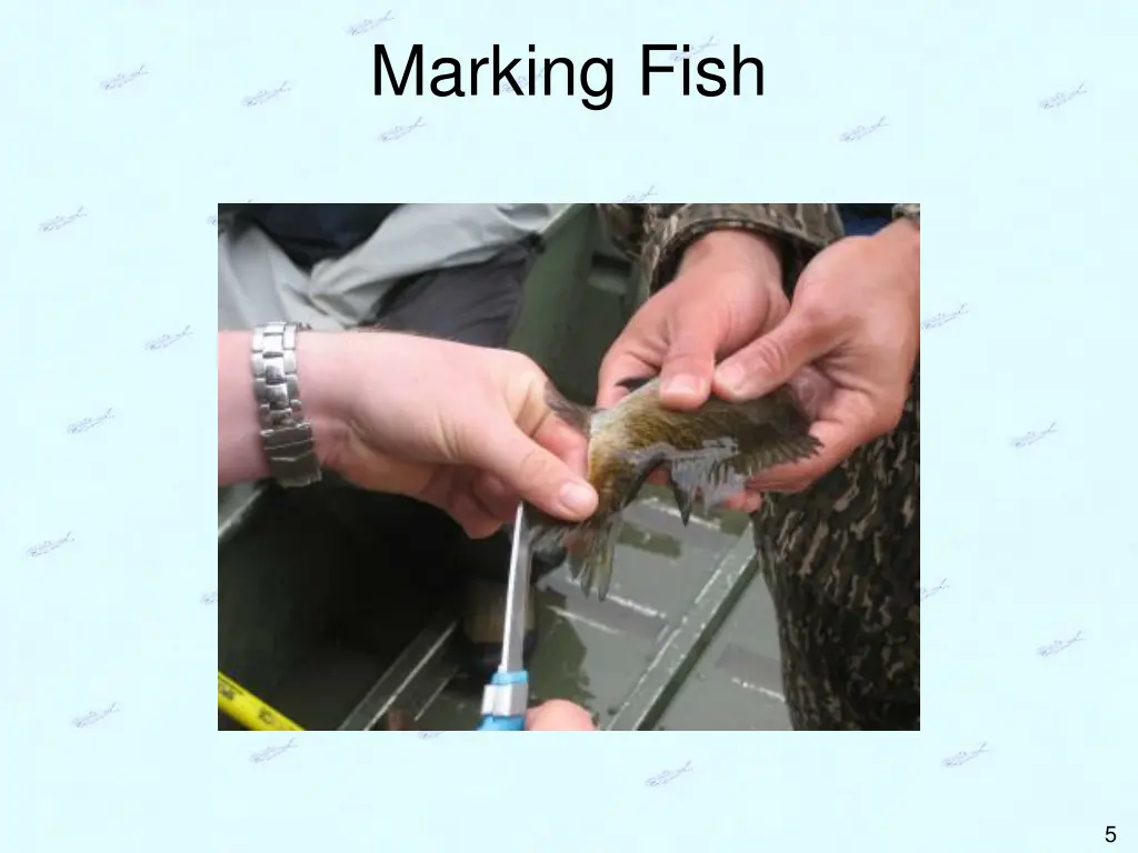 marking fish