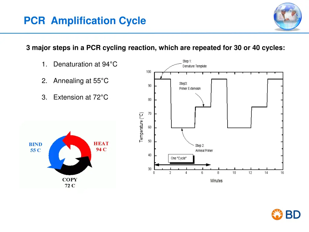 pcr amplification cycle