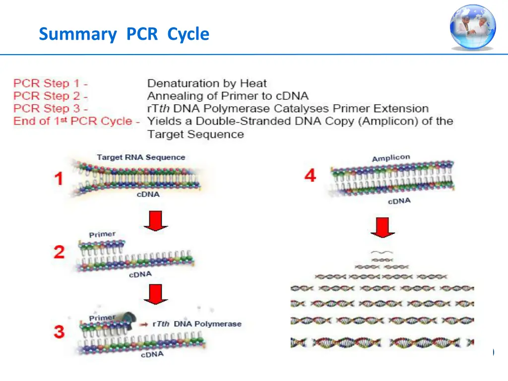 summary pcr cycle