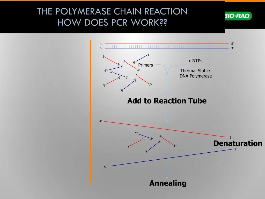 the polymerase chain reaction how does pcr work