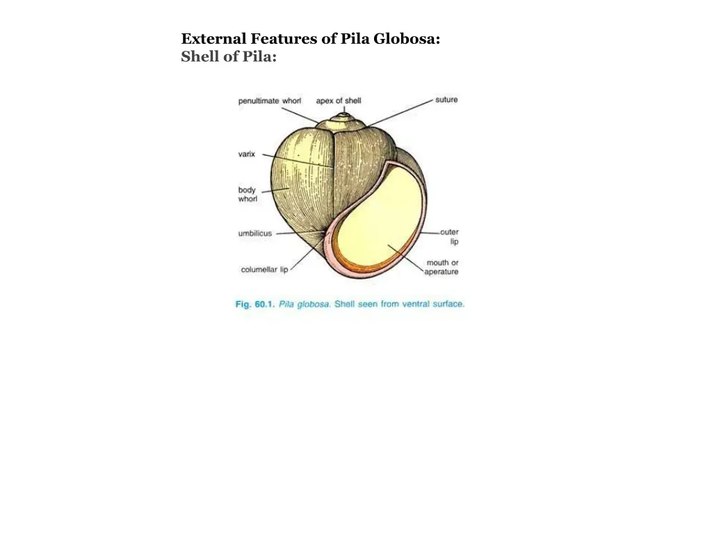 external features of pila globosa shell of pila