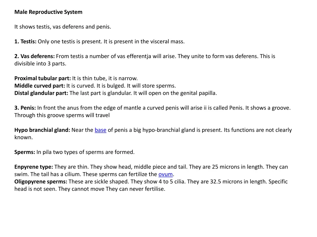 male reproductive system