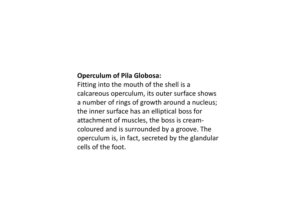 operculum of pila globosa fitting into the mouth