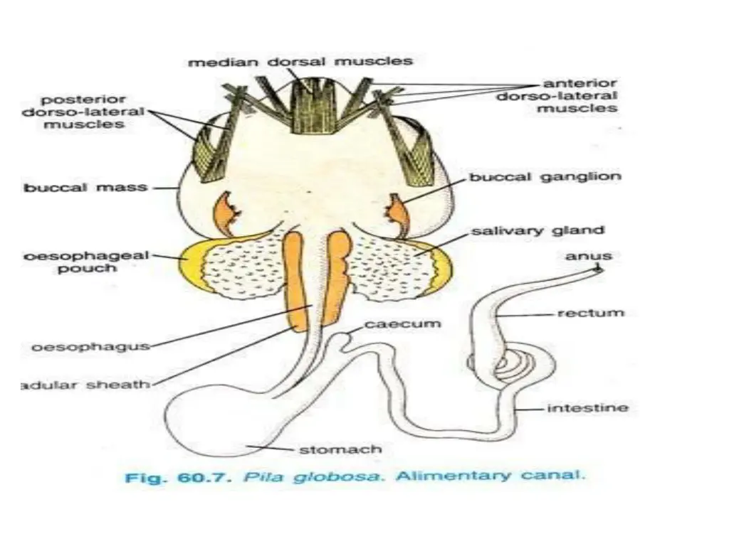 pila globosa alimentary canal