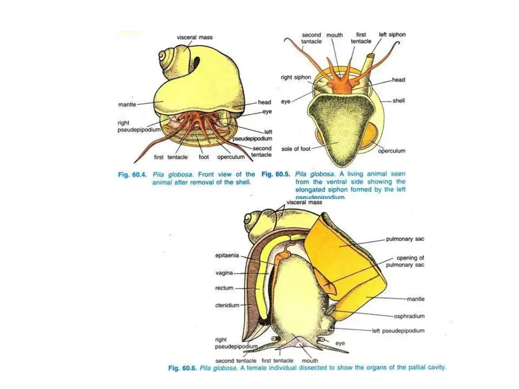 pila globosa front view of the animal after