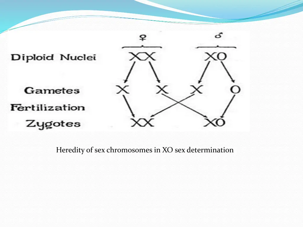 heredity of sex chromosomes