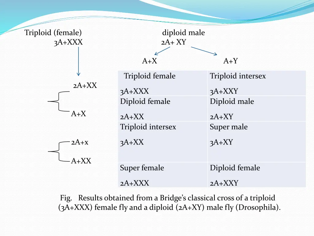 triploid female diploid male 3a xxx 2a xy a x a y