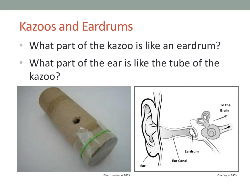 kazoos and eardrums what part of the kazoo