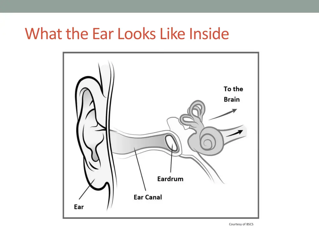 what the ear looks like inside 1