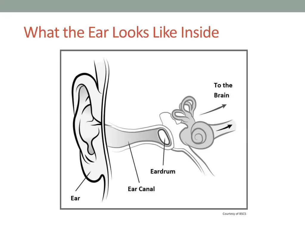 what the ear looks like inside