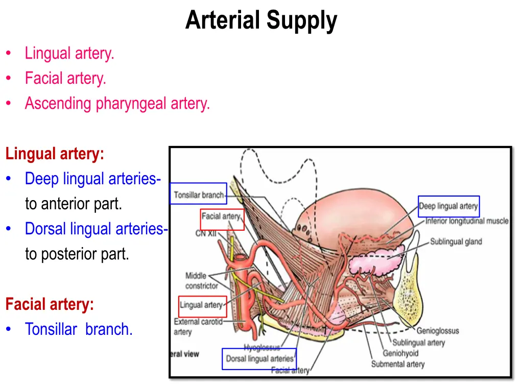 arterial supply