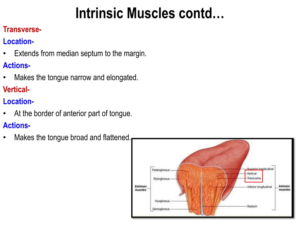 intrinsic muscles contd 1