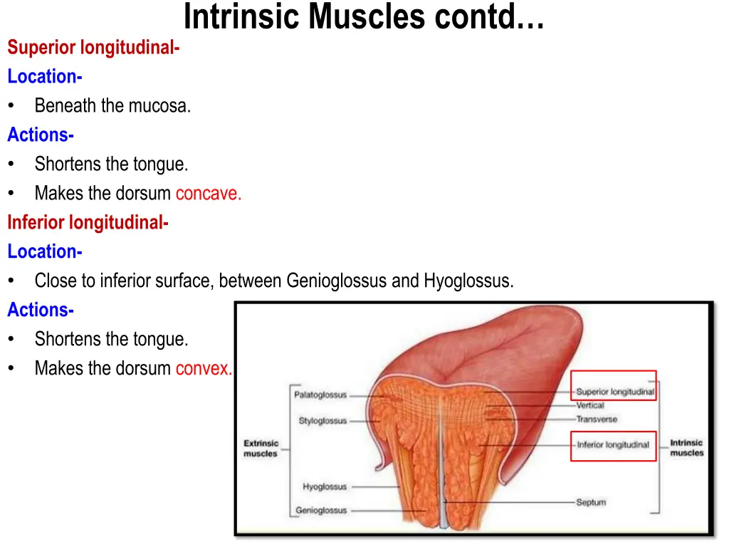 intrinsic muscles contd