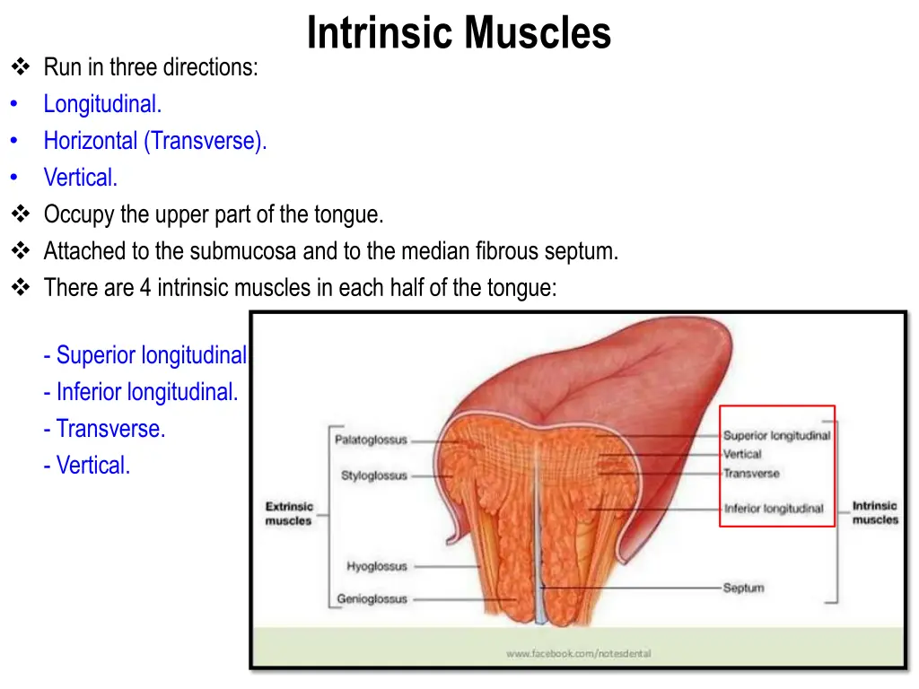 intrinsic muscles