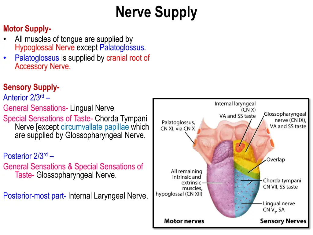 nerve supply