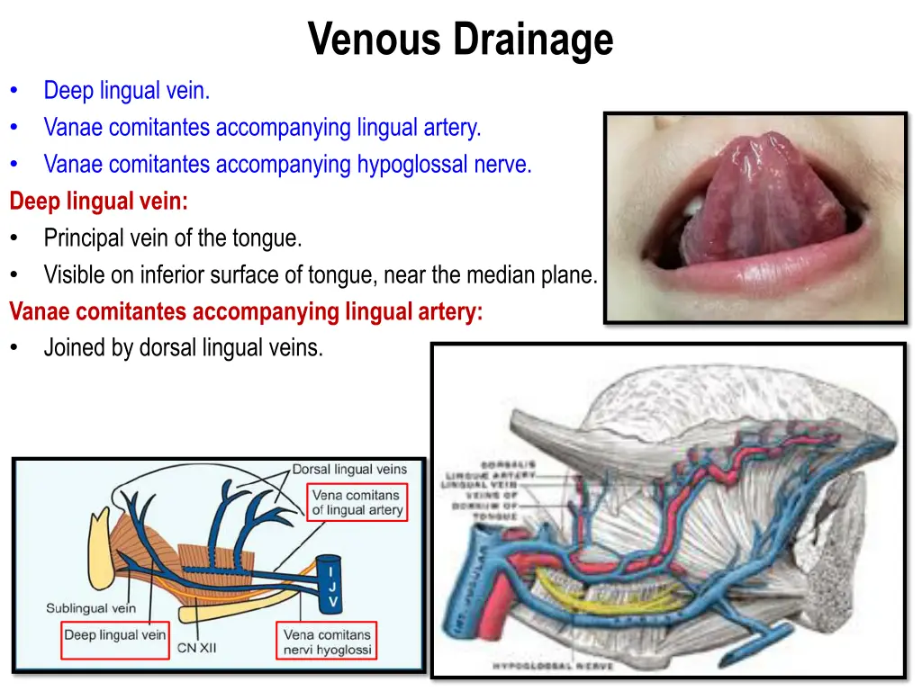 venous drainage