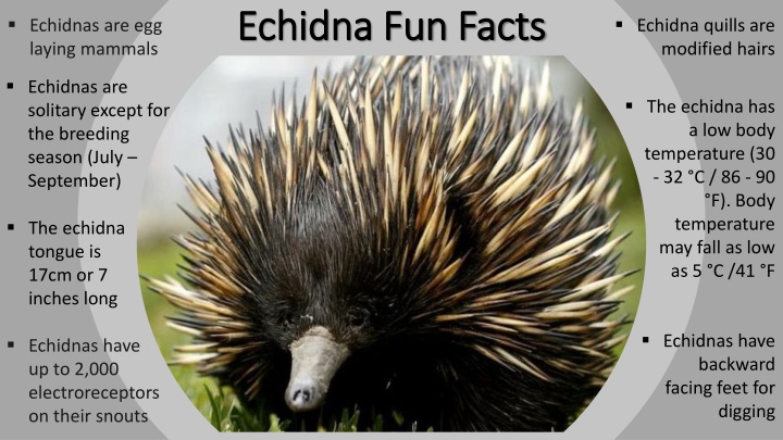 echidna fun facts echidna fun facts