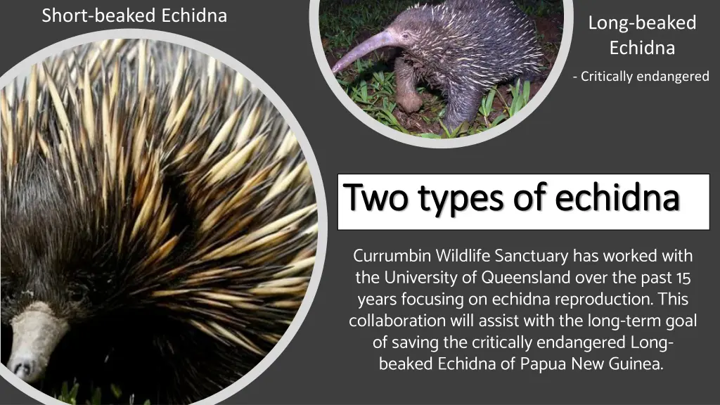 short beaked echidna