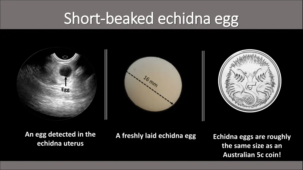 short short beaked echidna egg beaked echidna egg