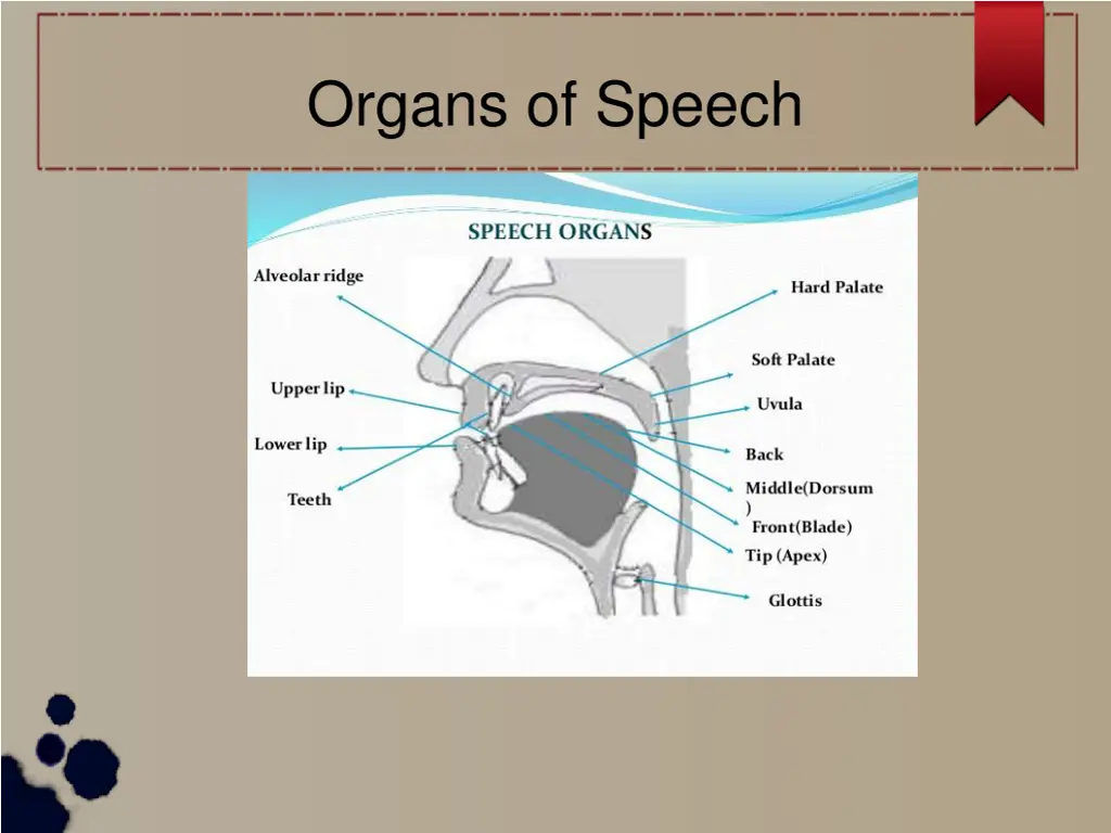 organs of speech