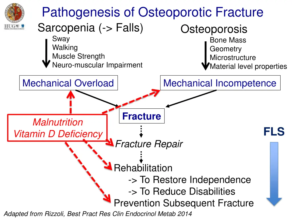 pathogenesis of osteoporotic fracture sarcopenia 1