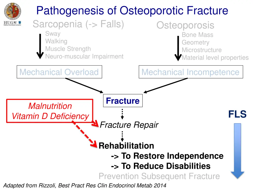 pathogenesis of osteoporotic fracture sarcopenia 2