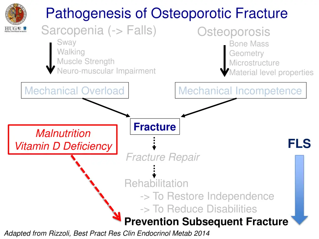 pathogenesis of osteoporotic fracture sarcopenia 3