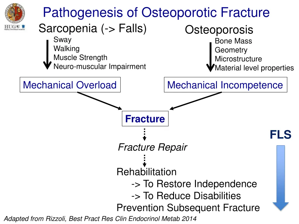 pathogenesis of osteoporotic fracture sarcopenia